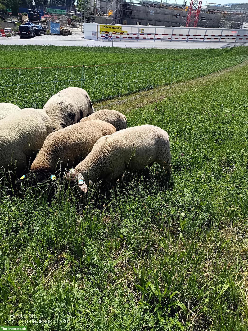 Bild 3: Lammböcke: Texel, Suffolk & Kreuzungen