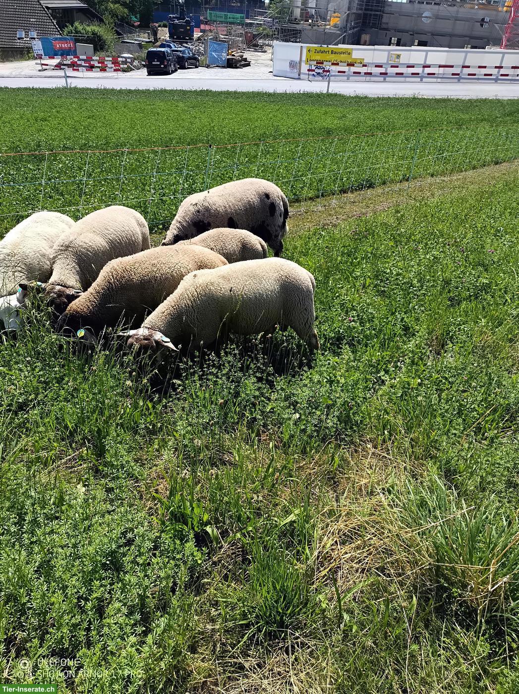 Bild 4: Lammböcke: Texel, Suffolk & Kreuzungen