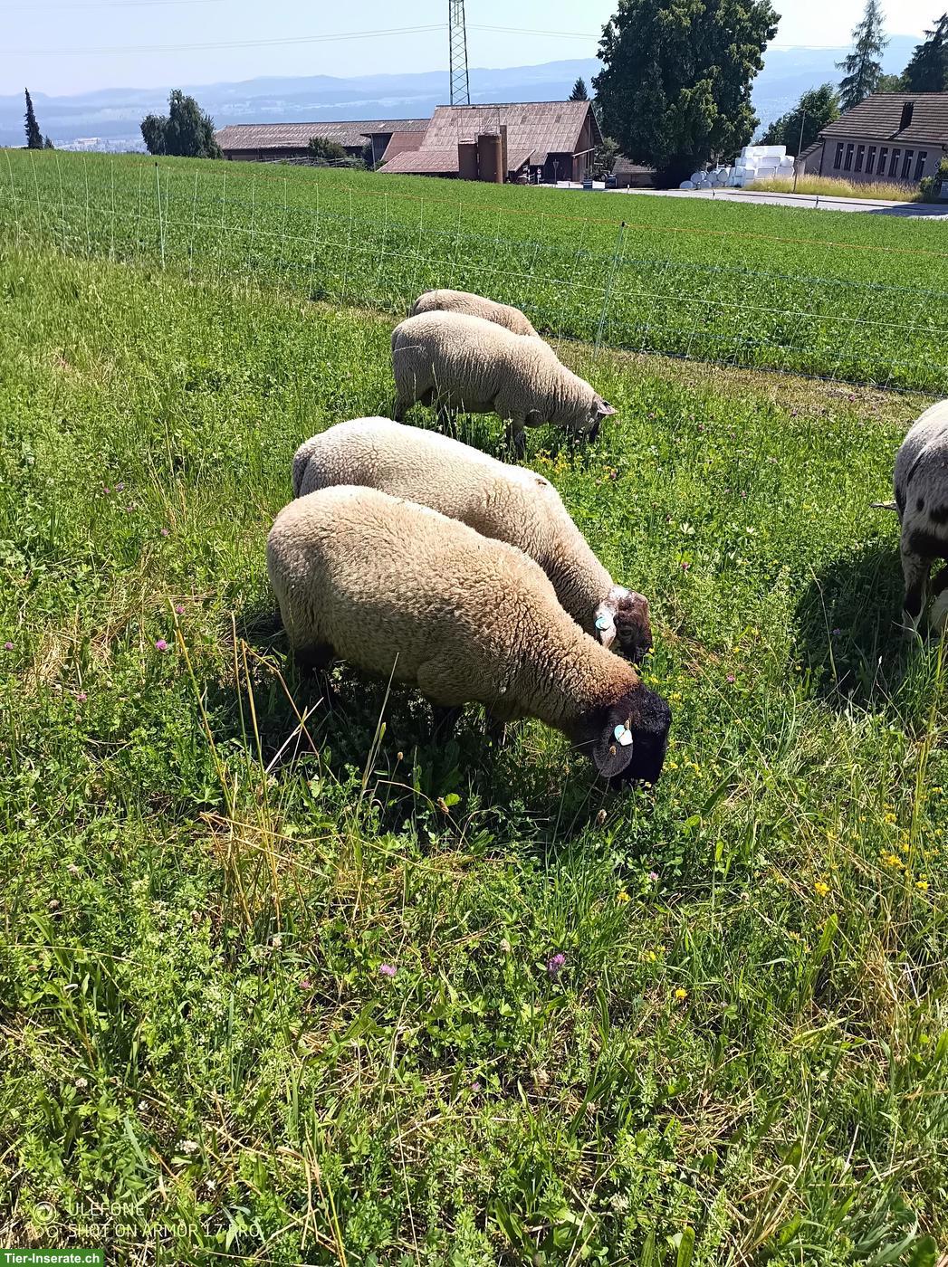 Bild 5: Lammböcke: Texel, Suffolk & Kreuzungen