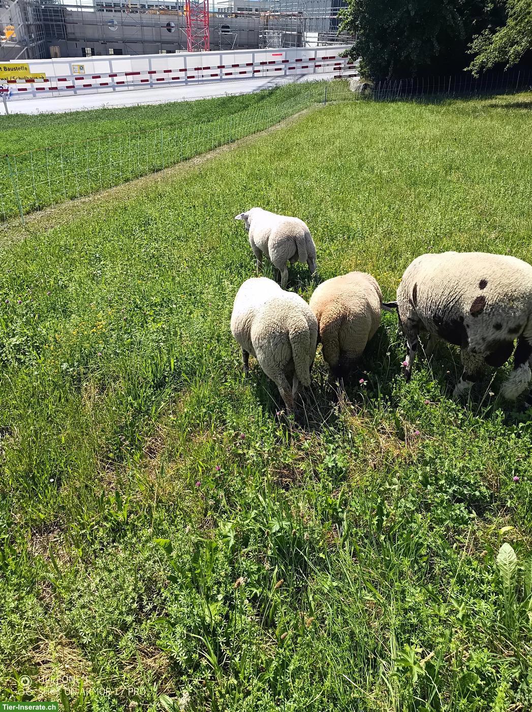 Bild 6: Lammböcke: Texel, Suffolk & Kreuzungen