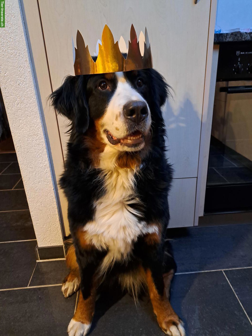 Familiäre Hundebetreuung 🐶 im Emmental