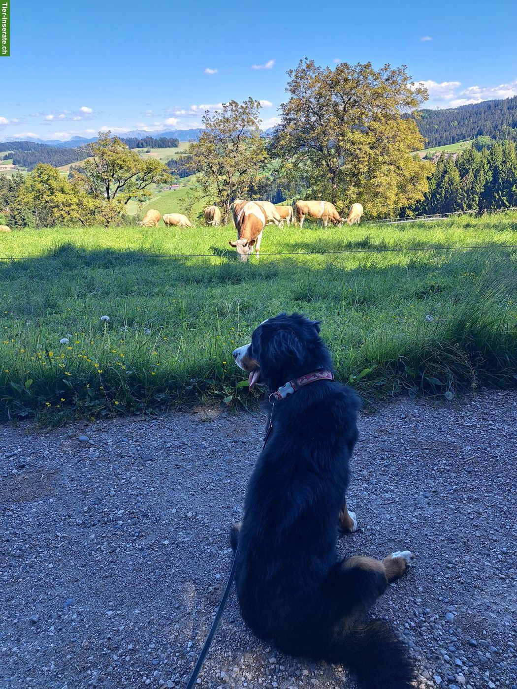 Bild 2: Familiäre Hundebetreuung 🐶 im Emmental