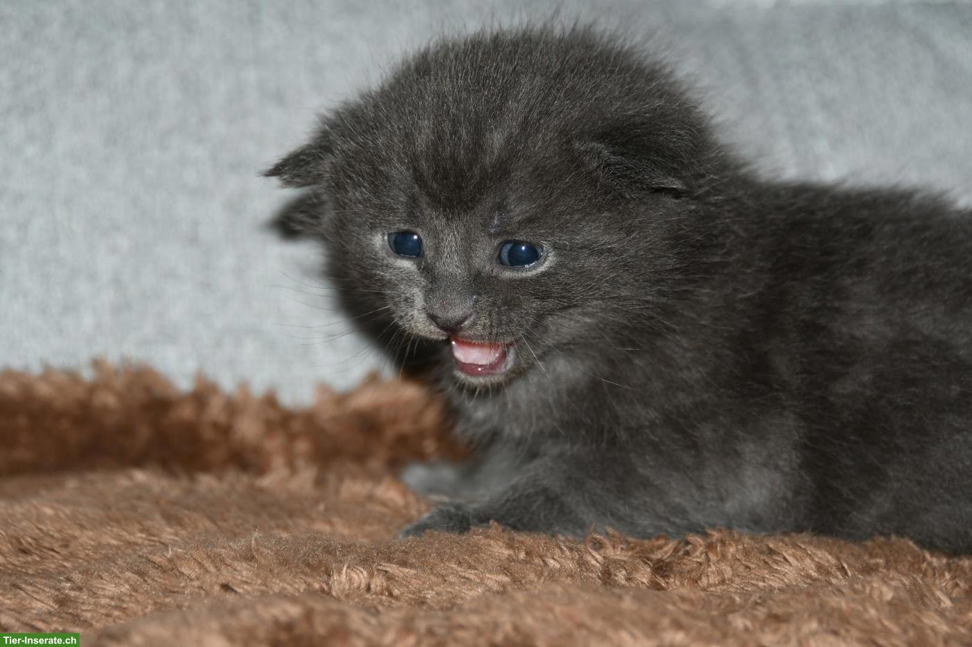 Junge Mischling Kitten abzugeben
