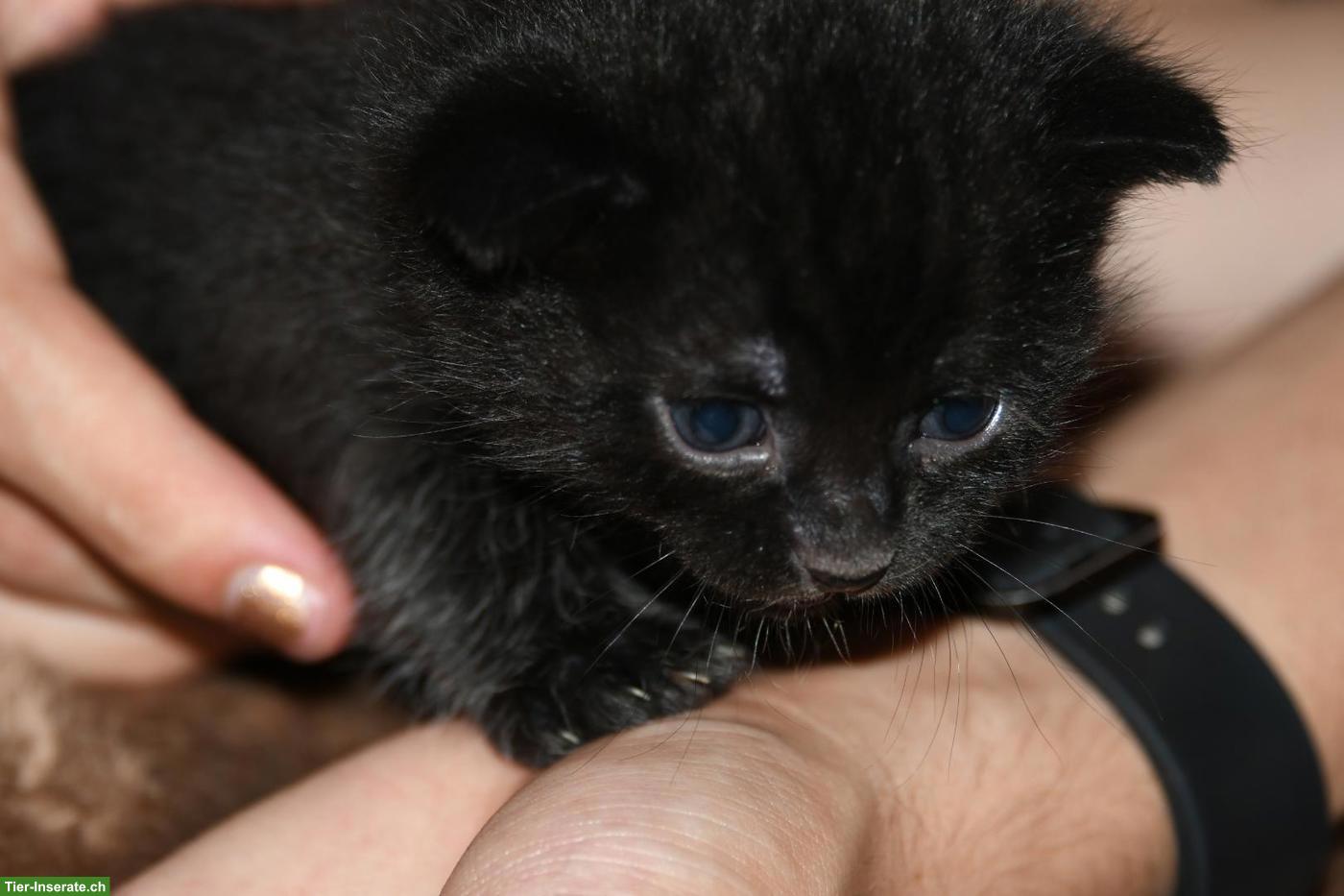 Bild 2: Junge Mischling Kitten abzugeben