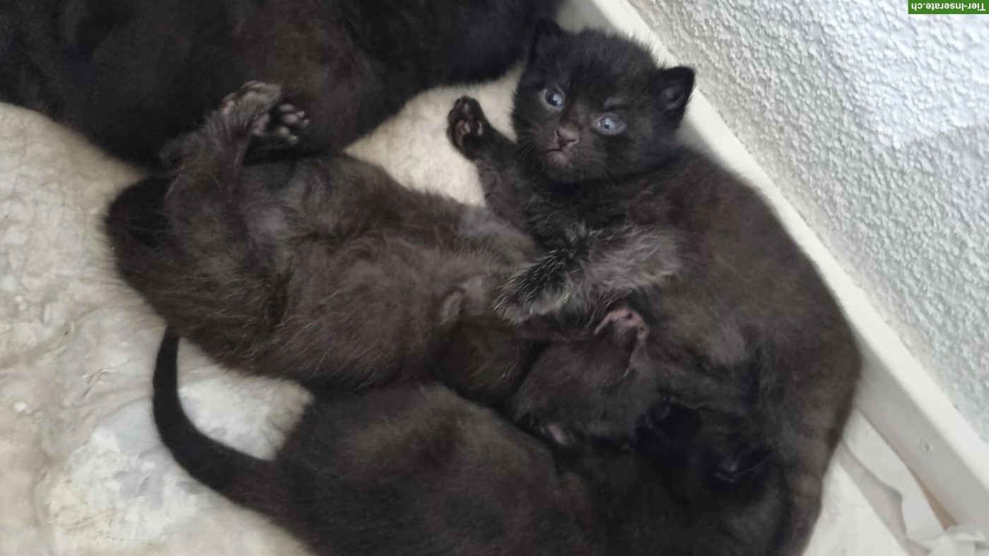Bild 3: Junge Mischling Kitten abzugeben