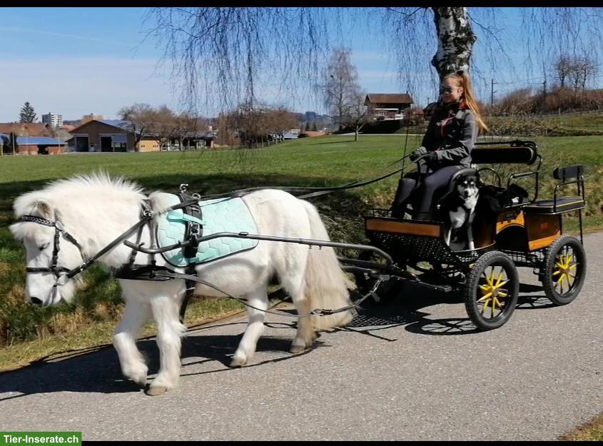 Bild 2: Shetty-Kutsche, 1- und 2-spännig fahrbar zu verkaufen