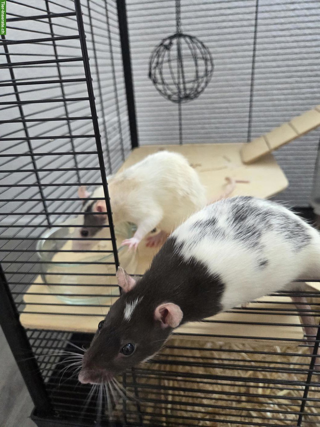 2 Ratten weiblich gratis abzugeben