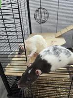 2 Ratten weiblich gratis abzugeben