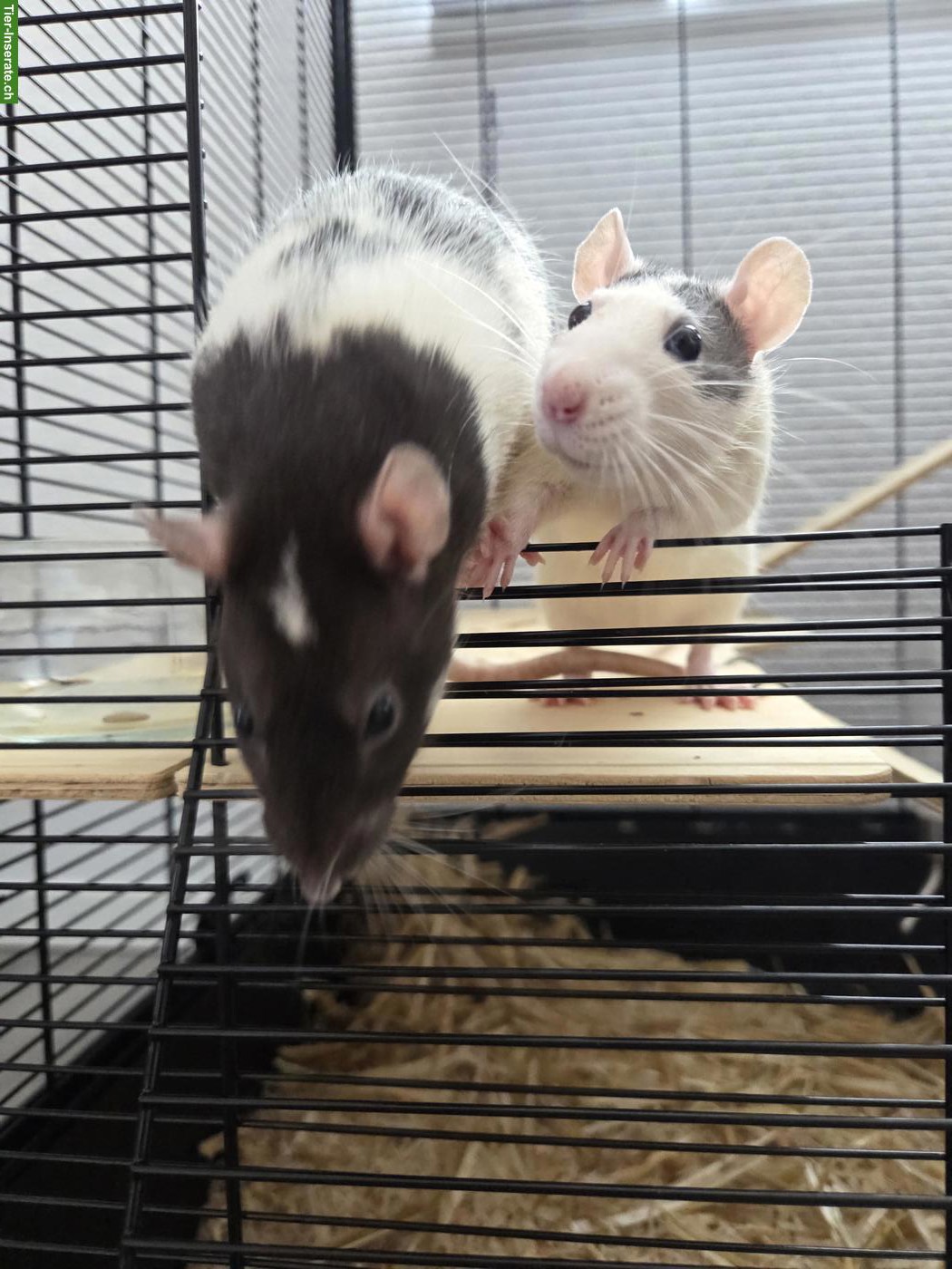 Bild 2: 2 Ratten weiblich gratis abzugeben