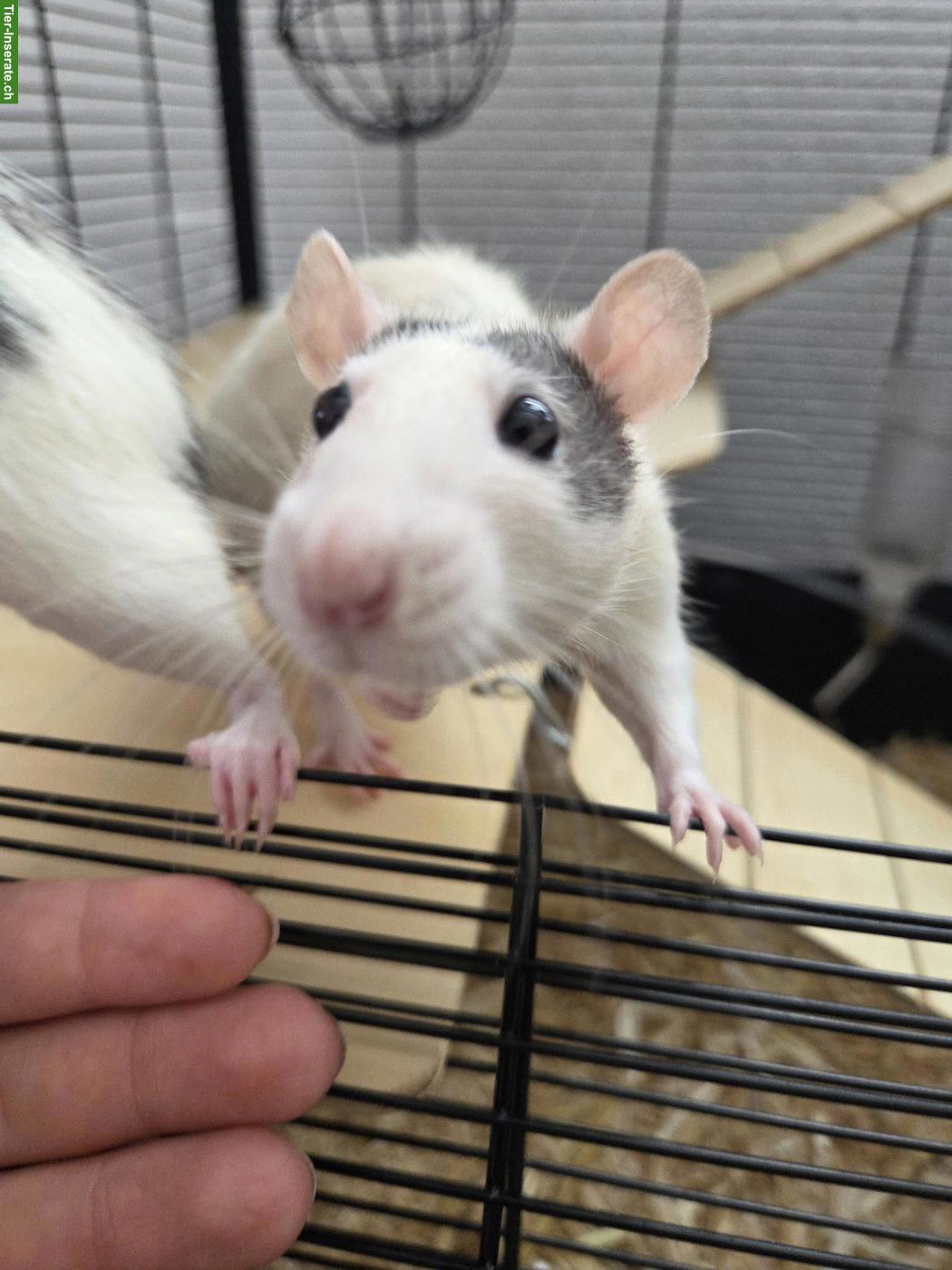 Bild 3: 2 Ratten weiblich gratis abzugeben