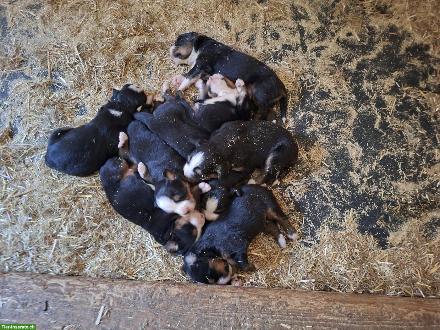 Rassenreine Berner Sennenhund Welpen zu verkaufen