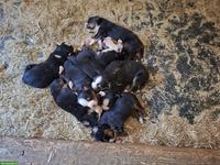 Rassenreine Berner Sennenhund Welpen zu verkaufen
