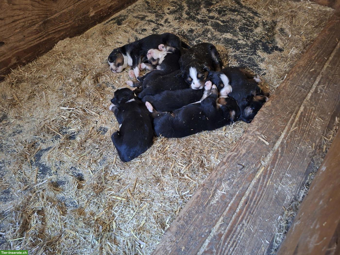 Bild 2: Rassenreine Berner Sennenhund Welpen zu verkaufen