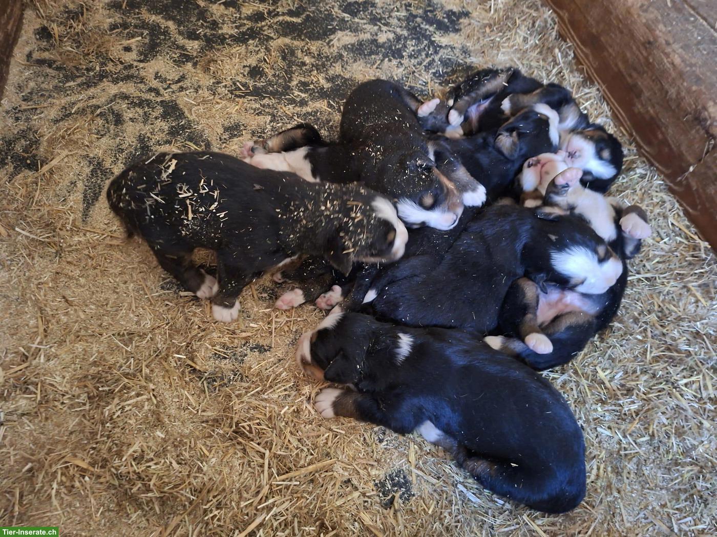 Bild 3: Rassenreine Berner Sennenhund Welpen zu verkaufen