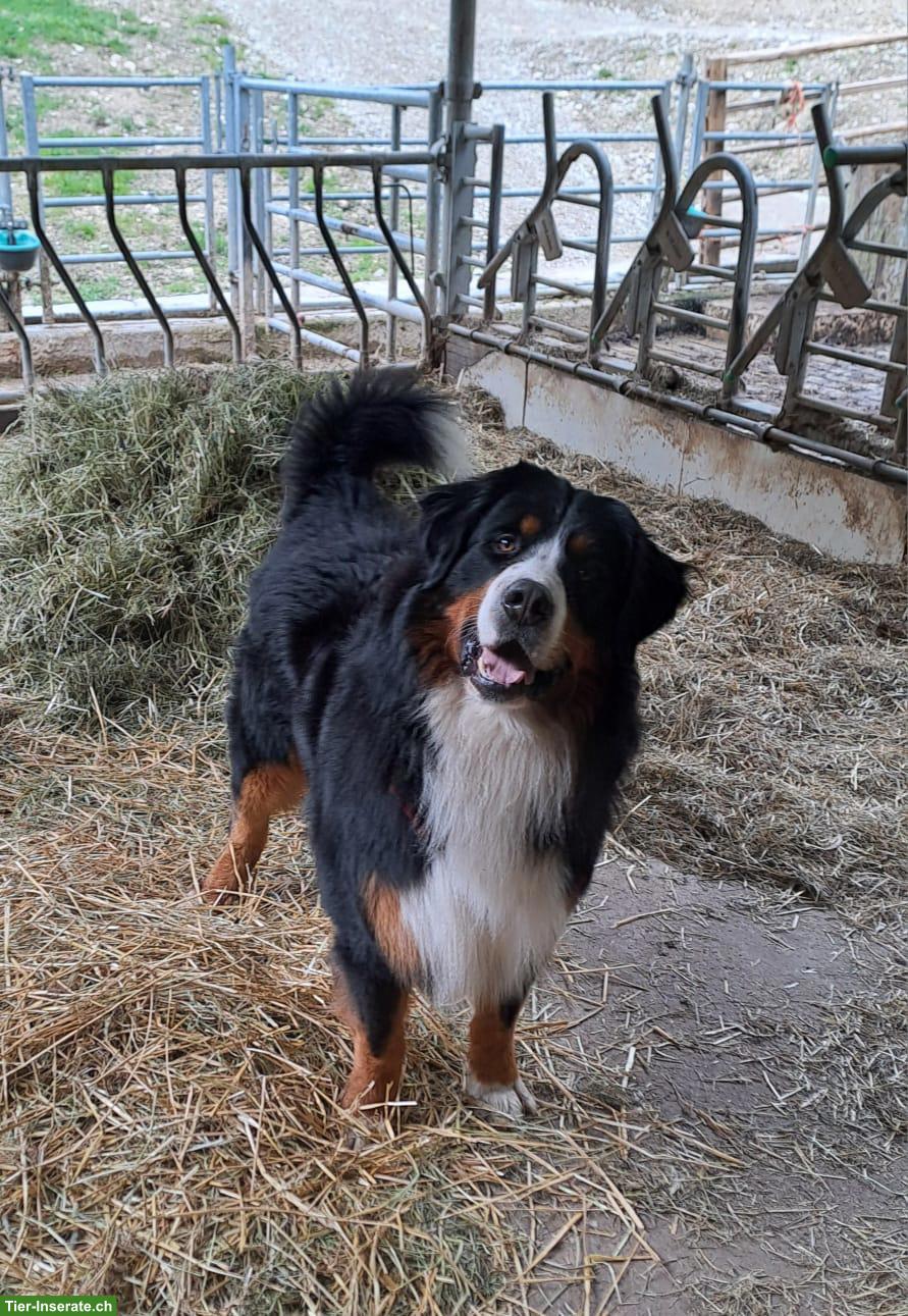 Bild 4: Rassenreine Berner Sennenhund Welpen zu verkaufen