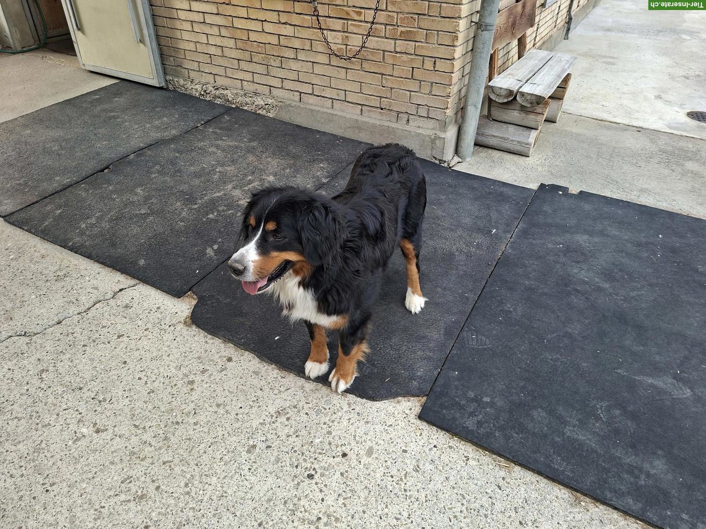 Bild 5: Rassenreine Berner Sennenhund Welpen zu verkaufen