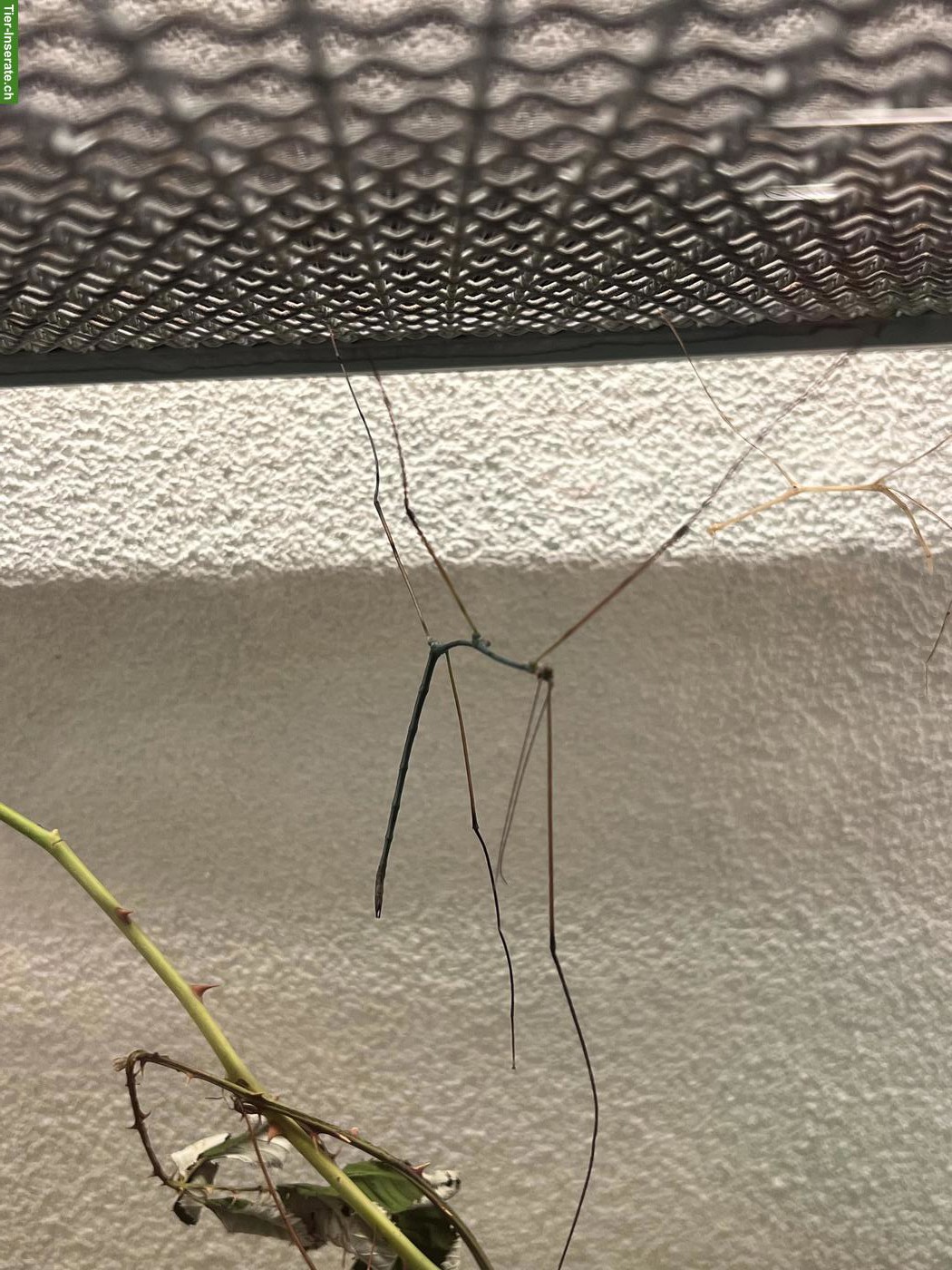 Bild 6: Junge thailändische Stabschrecken (Ramulus nematodes)