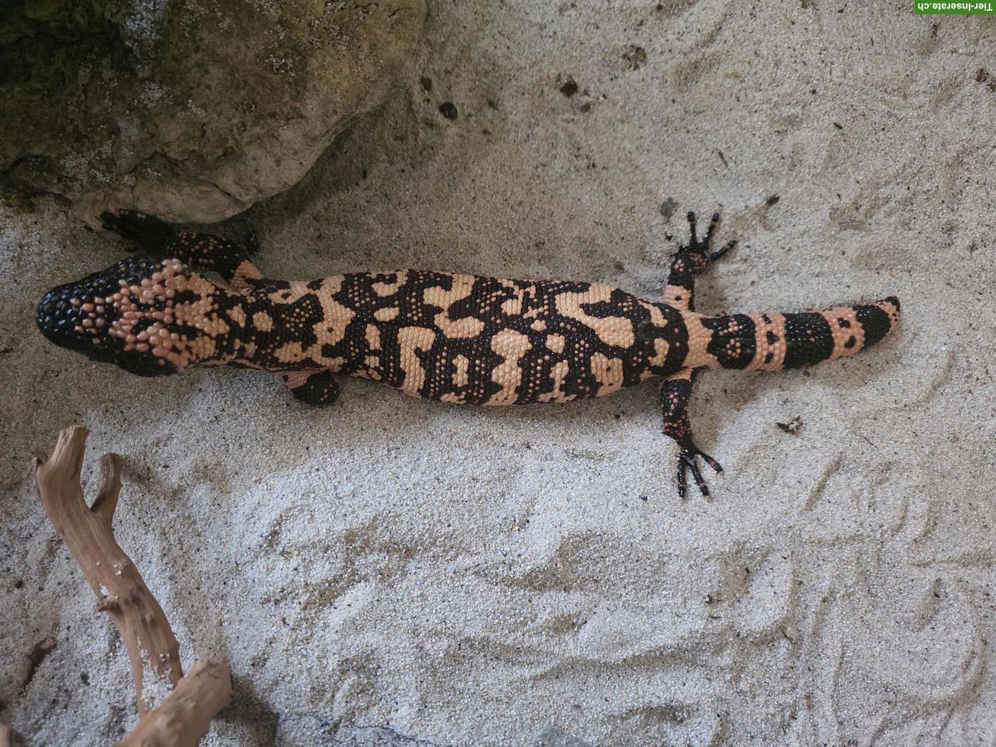 4 Gila-Krustenechsen (Heloderma suspectum cinctum)