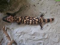 4 Gila-Krustenechsen (Heloderma suspectum cinctum)