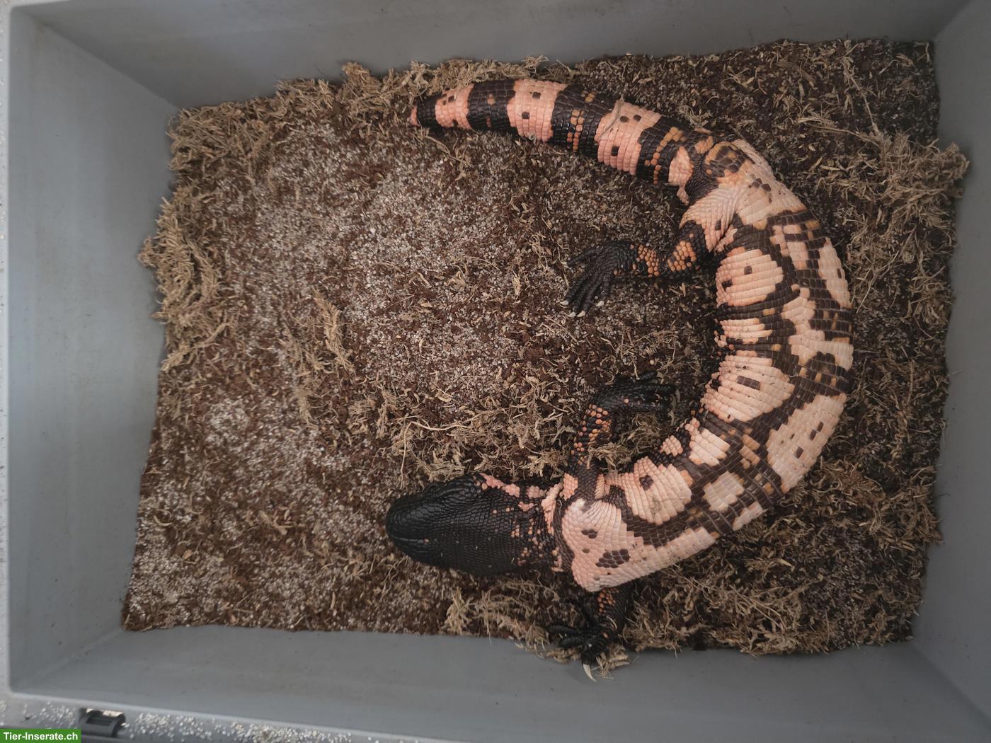 Bild 2: 4 Gila-Krustenechsen (Heloderma suspectum cinctum)