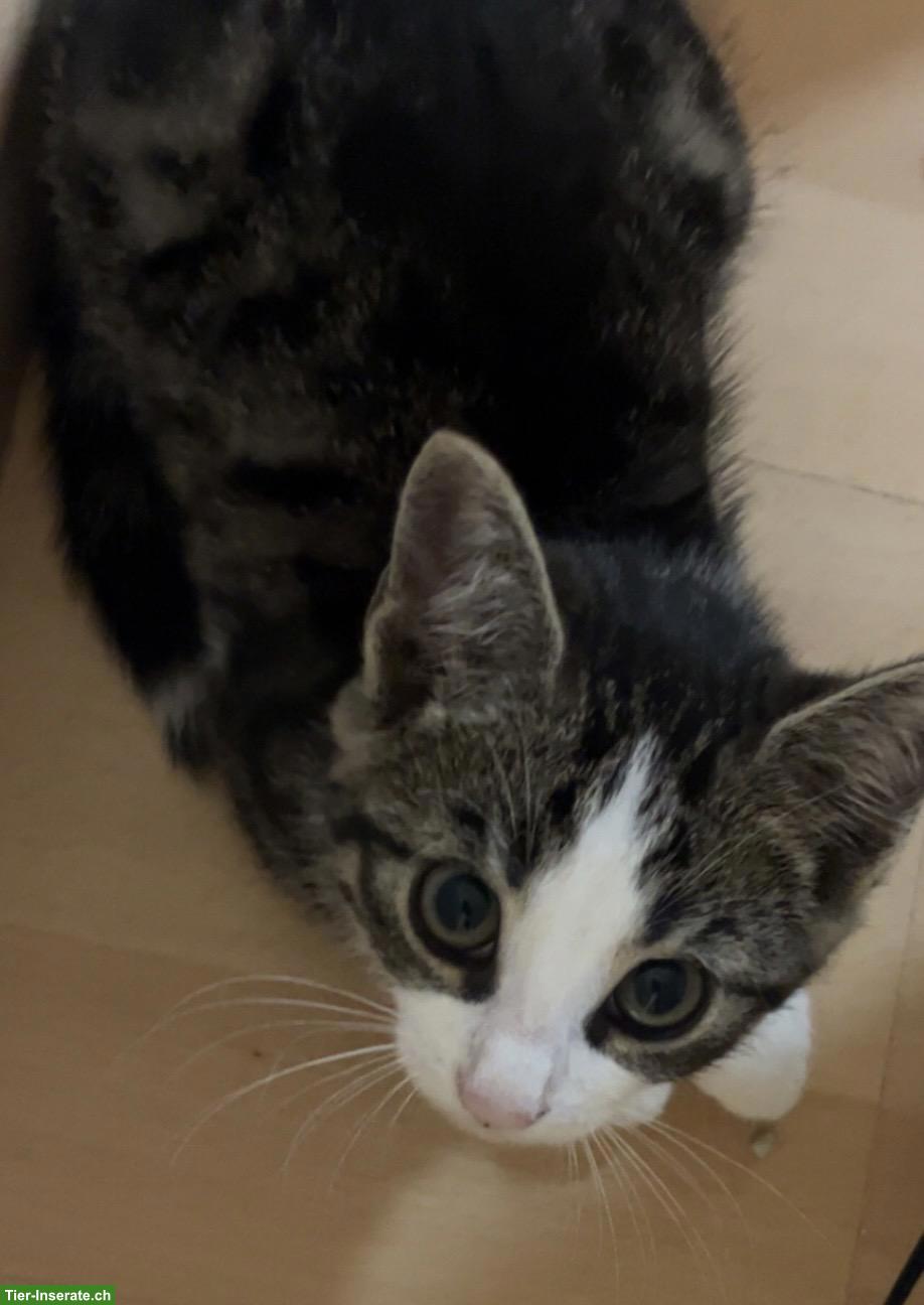 EKH Mix Kitten sucht Zuhause
