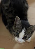 EKH Mix Kitten sucht Zuhause