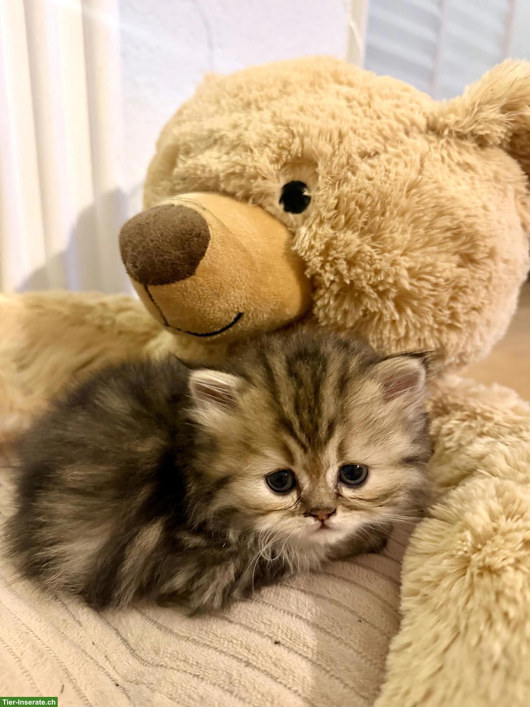 Reinrassige Perser Kitten, rot & golden