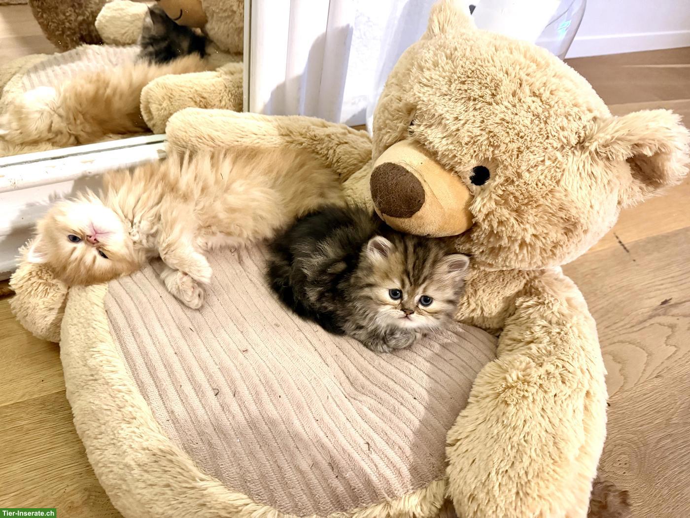 Bild 2: Reinrassige Perser Kitten, rot & golden