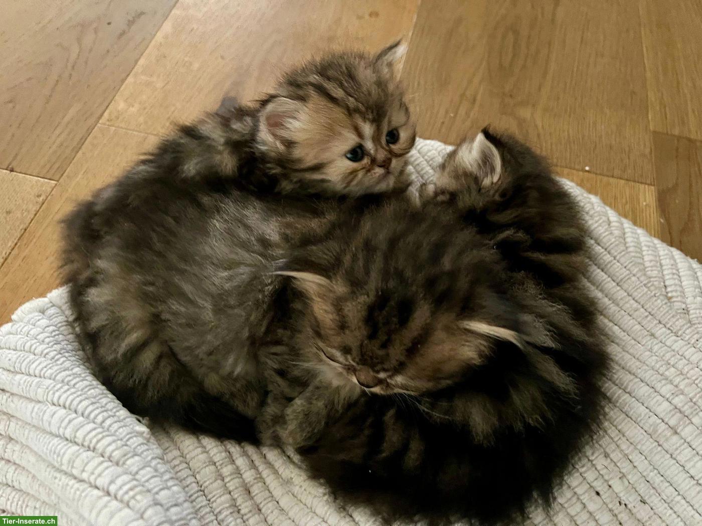 Bild 3: Reinrassige Perser Kitten, rot & golden