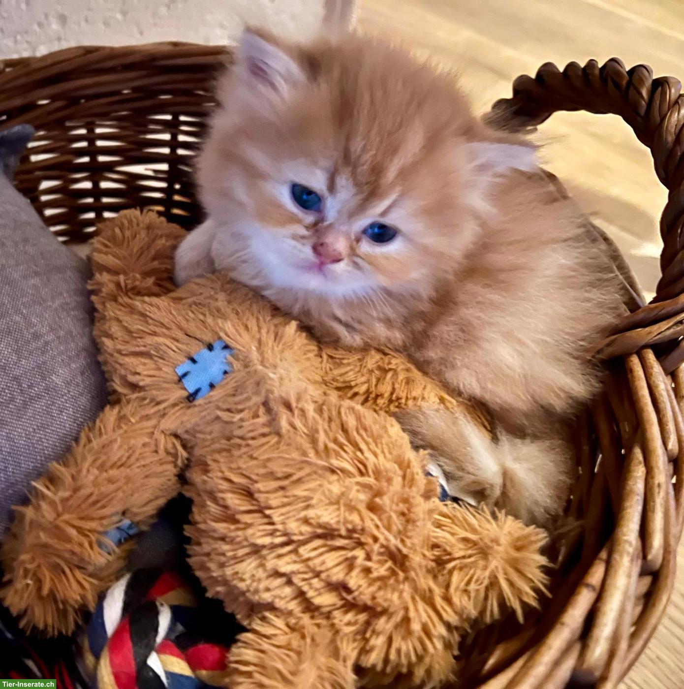 Bild 4: Reinrassige Perser Kitten, rot & golden
