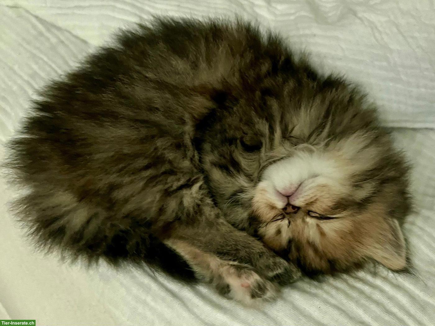 Bild 5: Reinrassige Perser Kitten, rot & golden