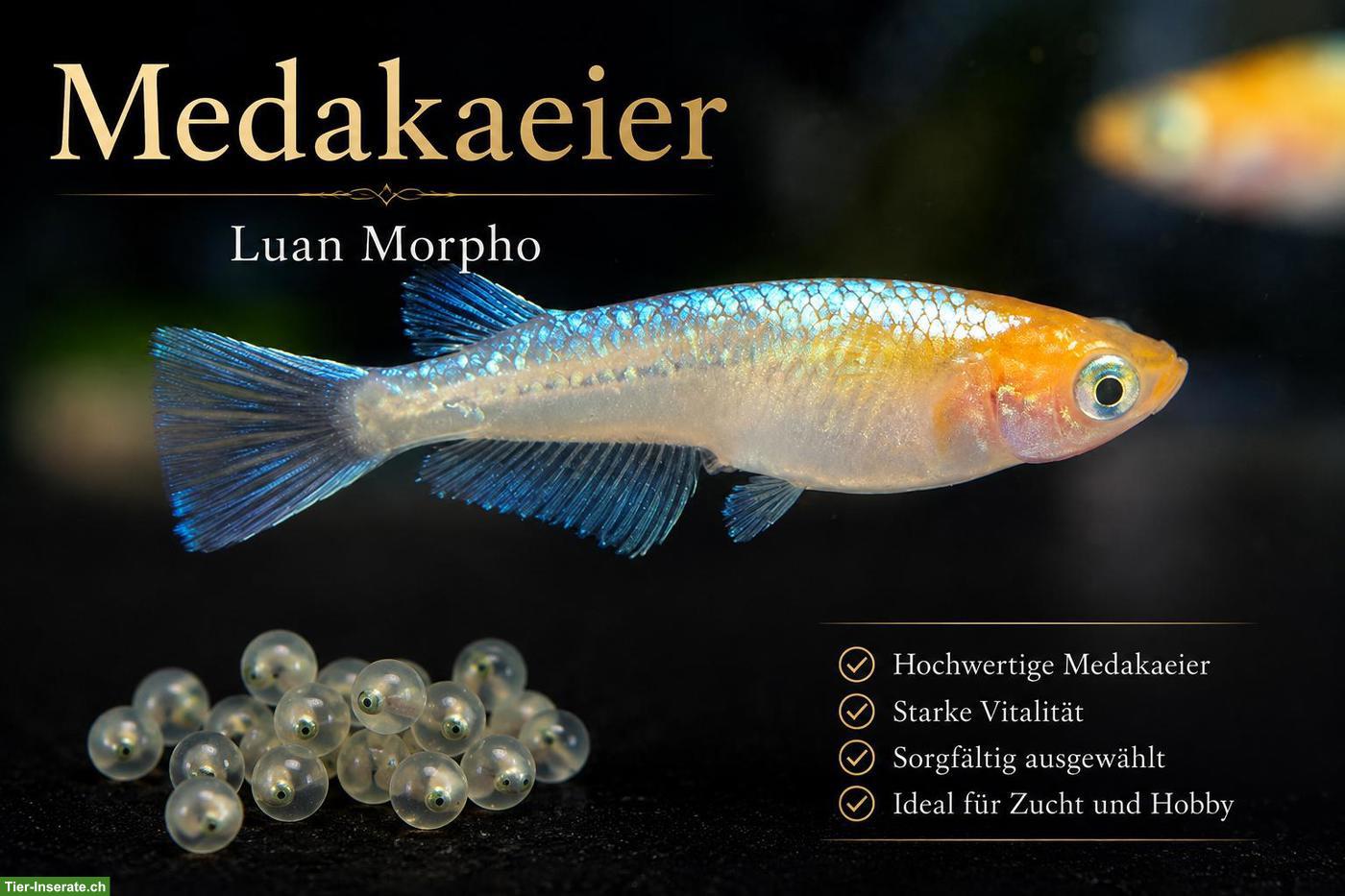 Medaka Eier / Luan Morpho / japanische Reisfische