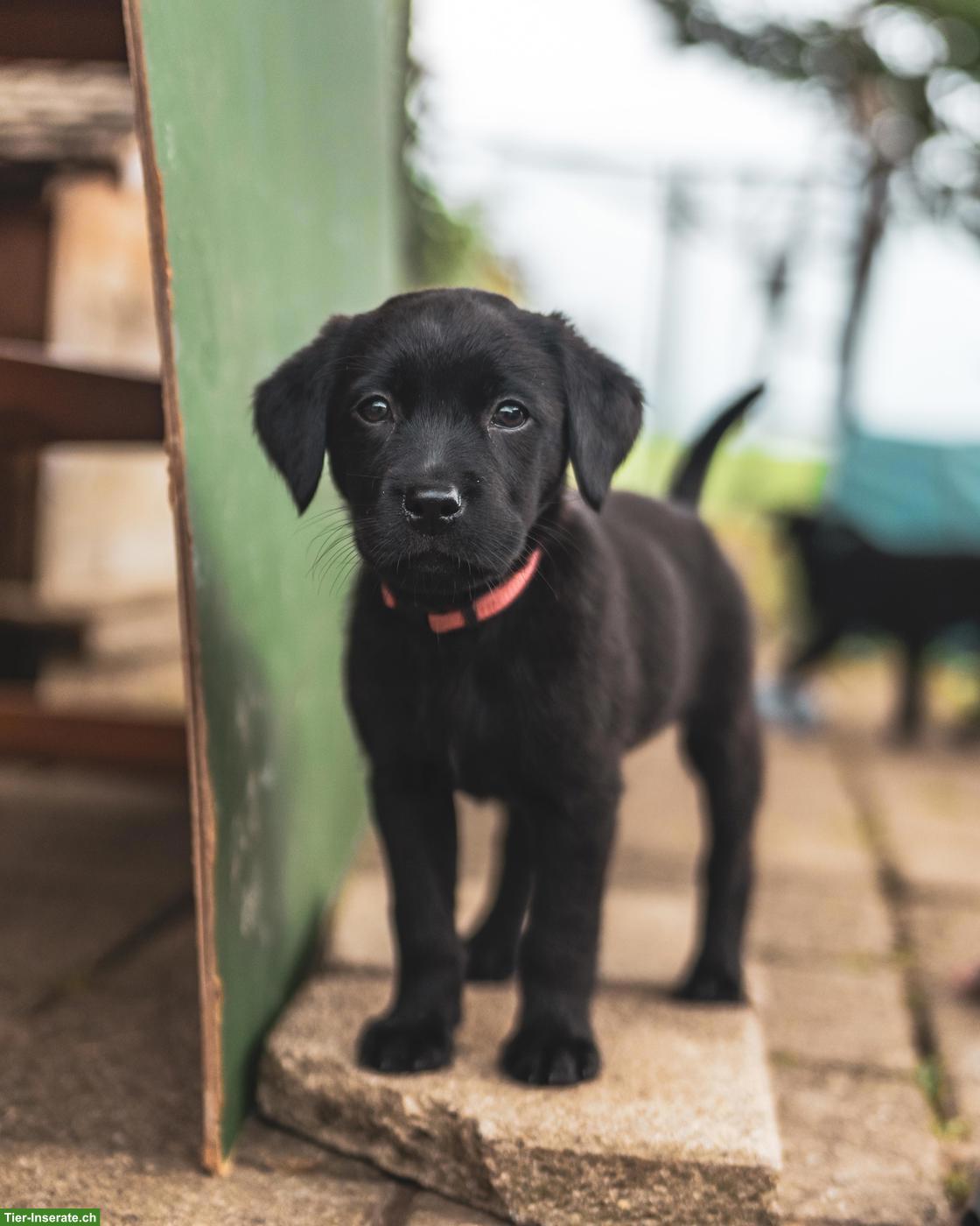 Wunderschöne schwarze Labrador Welpen, weiblich