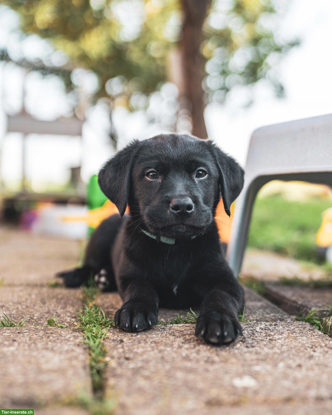 Bild 2: Wunderschöne schwarze Labrador Welpen, weiblich