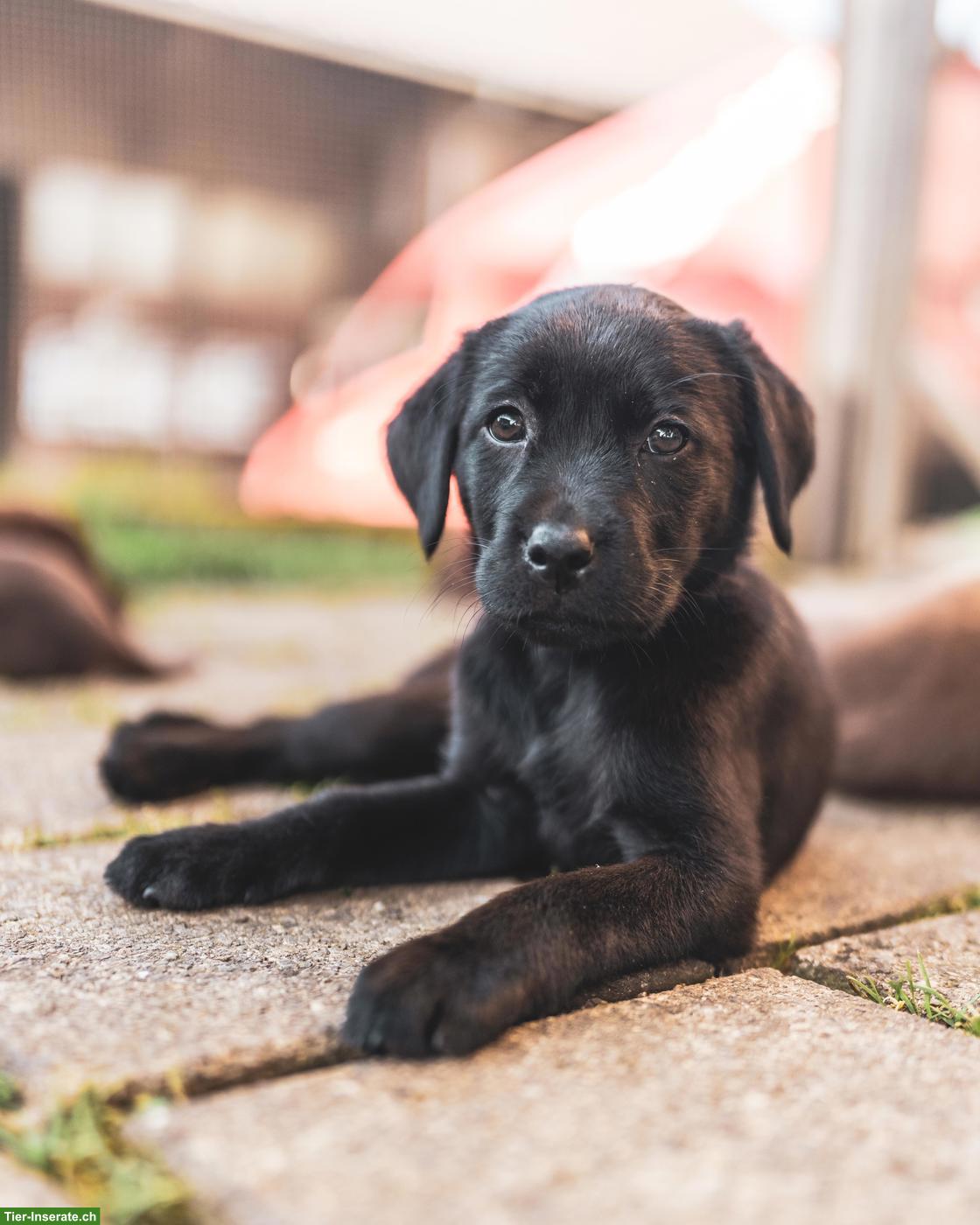 Bild 3: Wunderschöne schwarze Labrador Welpen, weiblich