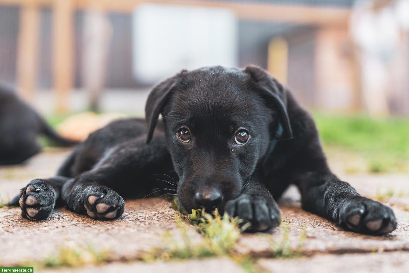 Bild 4: Wunderschöne schwarze Labrador Welpen, weiblich