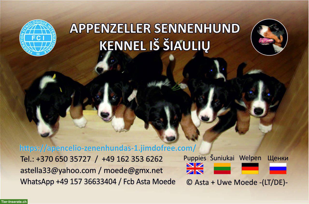Appenzeller Sennenhund Welpe, Rüde in dunkel havannabraun