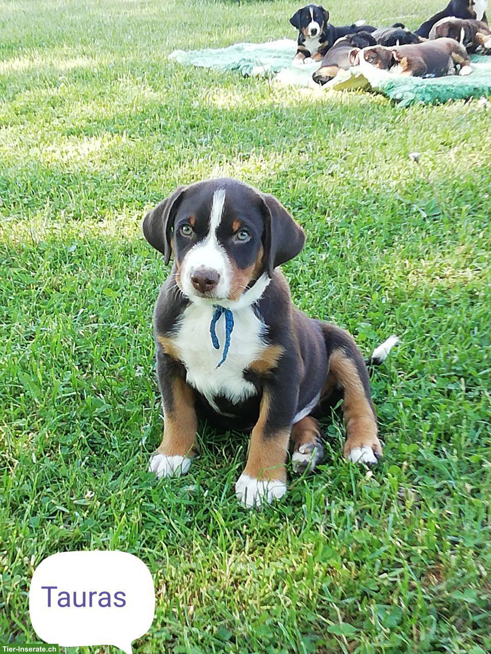 Bild 3: Appenzeller Sennenhund Welpe, Rüde in dunkel havannabraun