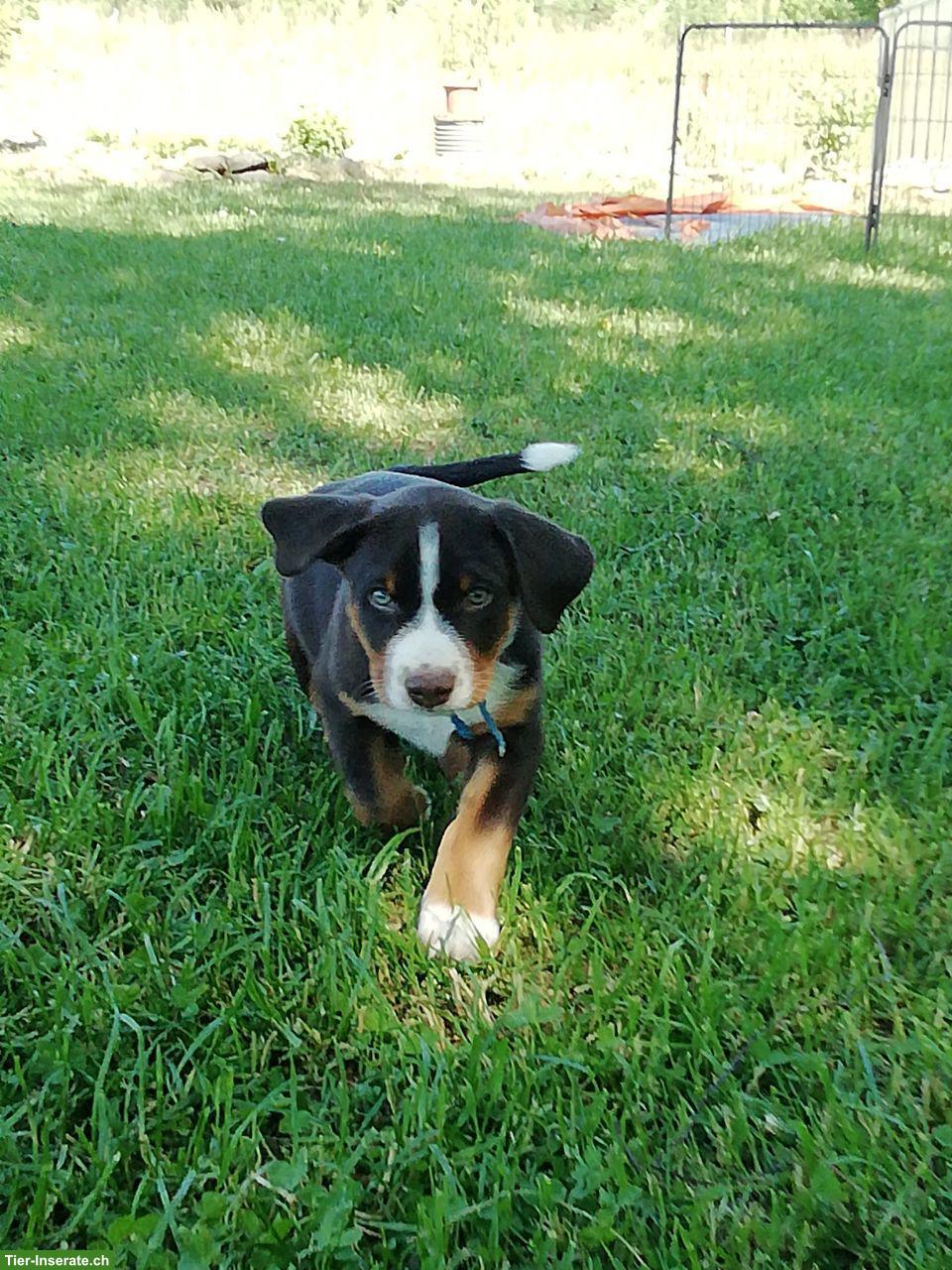 Bild 4: Appenzeller Sennenhund Welpe, Rüde in dunkel havannabraun