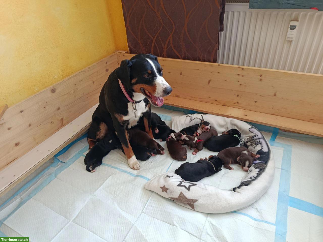 Bild 5: Appenzeller Sennenhund Welpe, Rüde in dunkel havannabraun