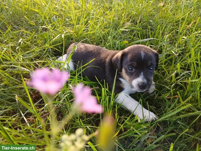 Jack Russell Terrier Welpen