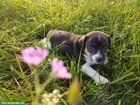 Jack Russell Terrier Welpen