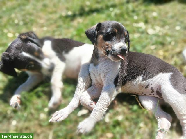 Bild 2: Jack Russell Terrier Welpen