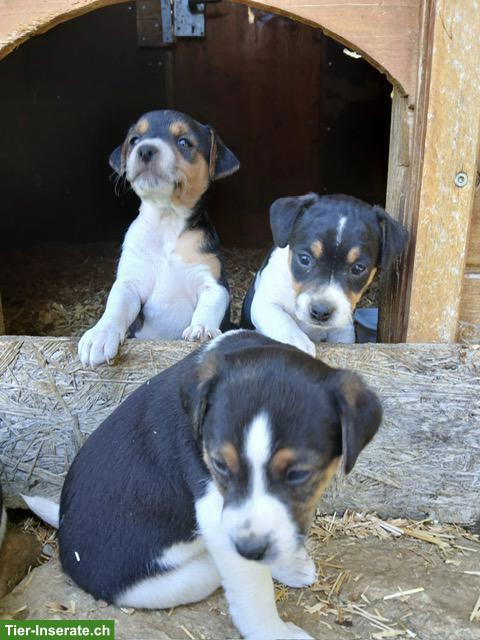 Bild 3: Jack Russell Terrier Welpen