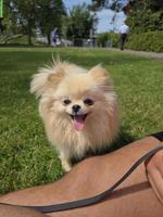 2-jährige Zwergspitz mini Pomeranian Hündin sucht ein Zuhause