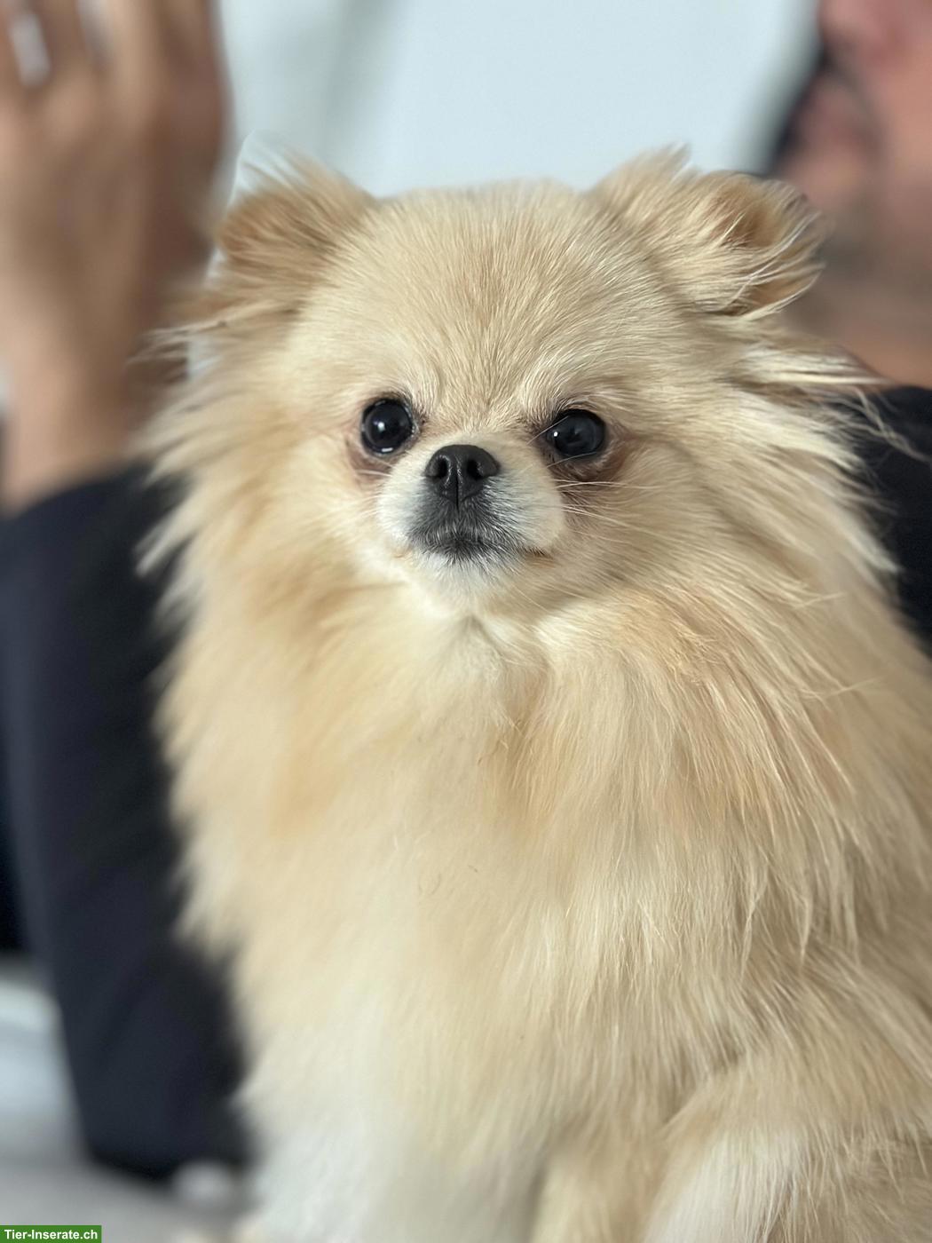 Bild 2: 2-jährige Zwergspitz mini Pomeranian Hündin sucht ein Zuhause