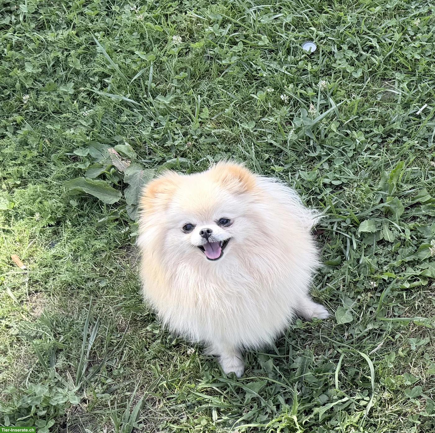 Bild 3: 2-jährige Zwergspitz mini Pomeranian Hündin sucht ein Zuhause