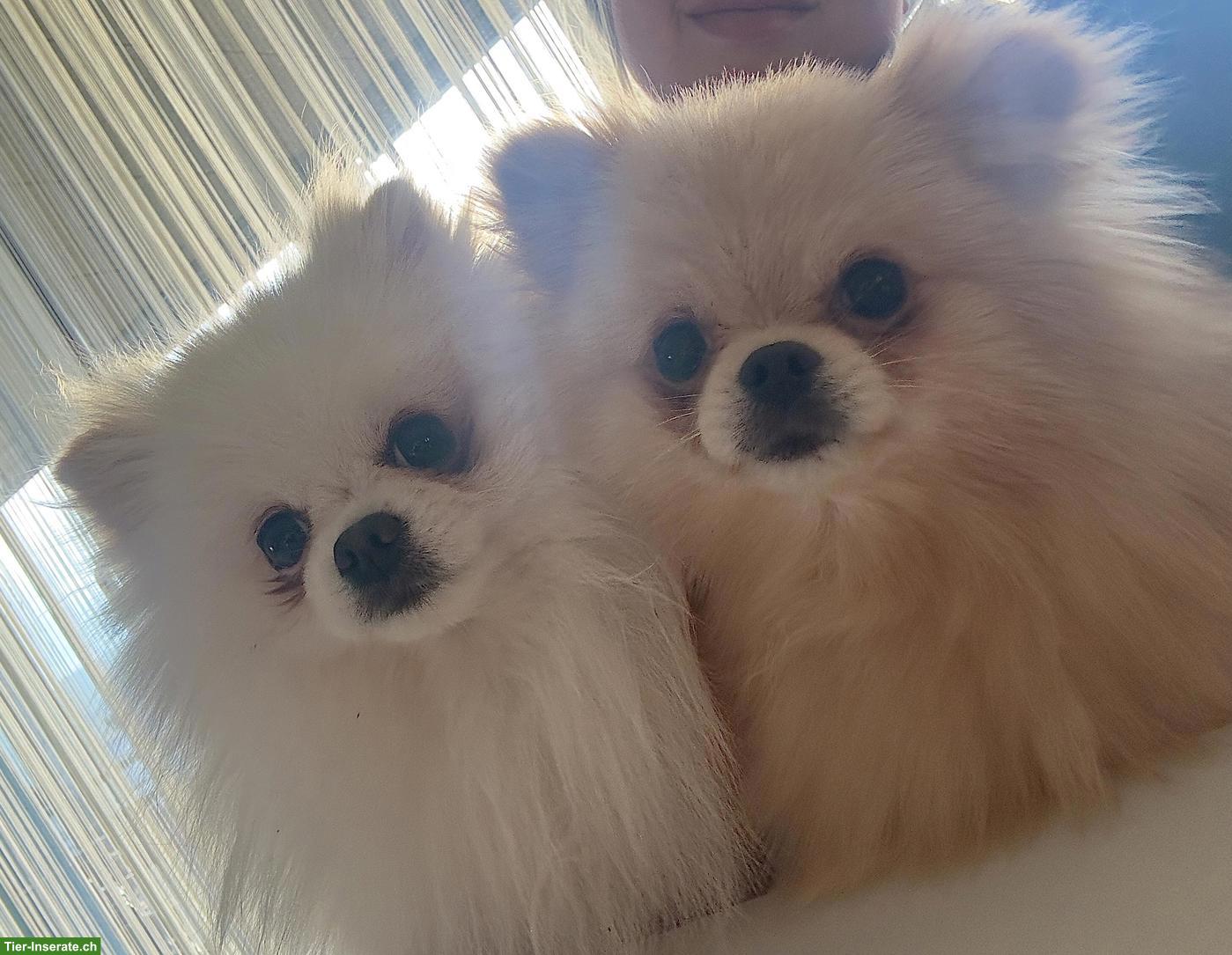 Bild 4: 2-jährige Zwergspitz mini Pomeranian Hündin sucht ein Zuhause