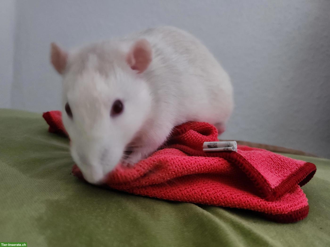 Ratten-Bock Speedy sucht ein neues Zuhause