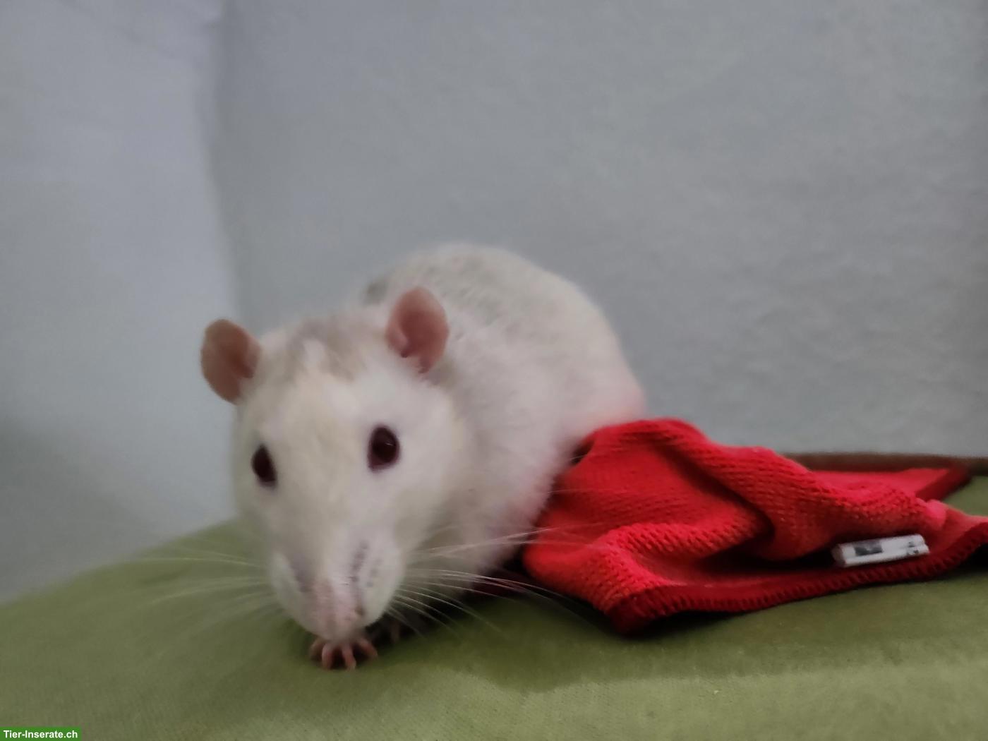 Bild 2: Ratten-Bock Speedy sucht ein neues Zuhause